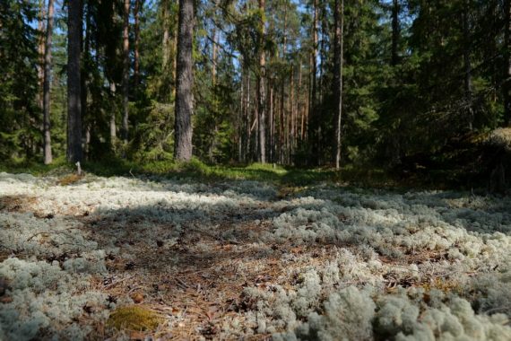Explore a tranquil forest bathed in sunlight, with lush moss on the forest floor creating a serene atmosphere.